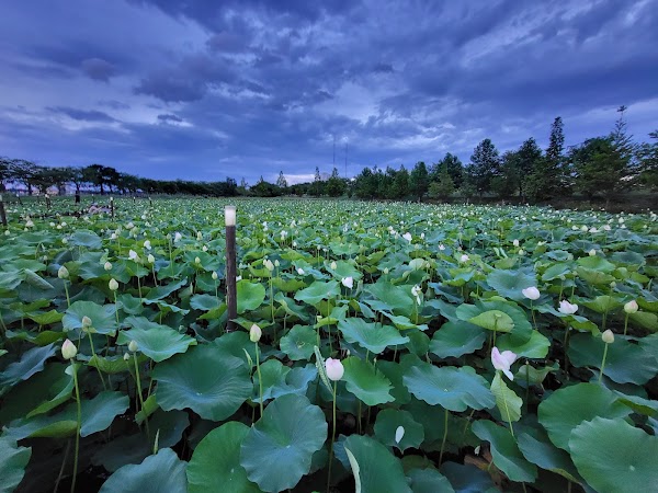 Gyeongpo Lake Plaza 2