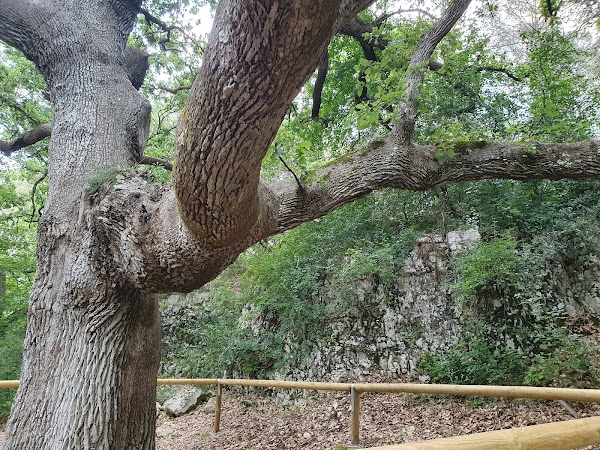 Quercia Secolare Foresta Mercadante