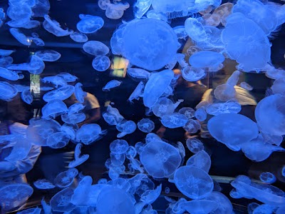 Vancouver Aquarium 1