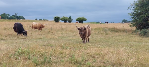 Minchinhampton Common 3