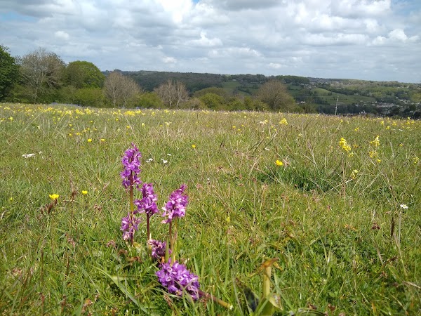 Minchinhampton Common 2