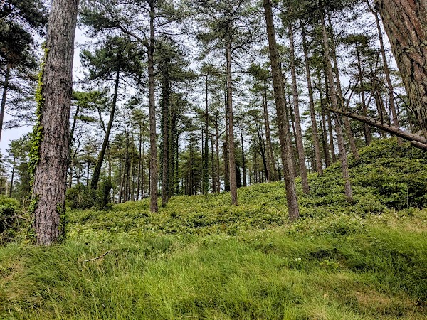 Raven Wood Nature Reserve