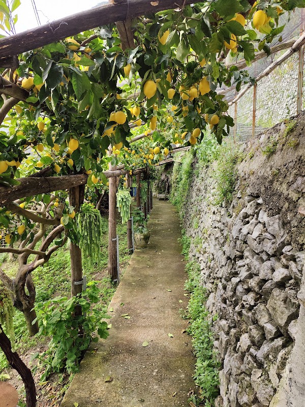 Path of the Lemons 4