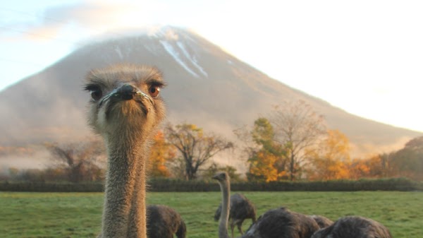 Ostrich Arishima 2nd farm Niseko