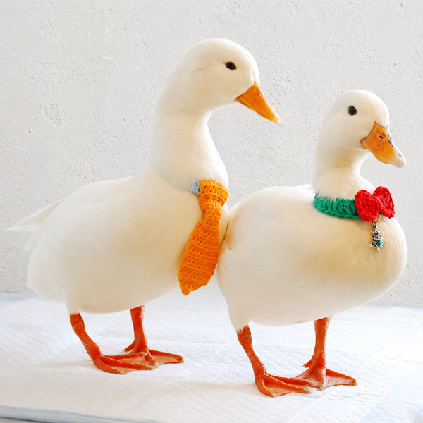 DUDU DUCK CAFE 4