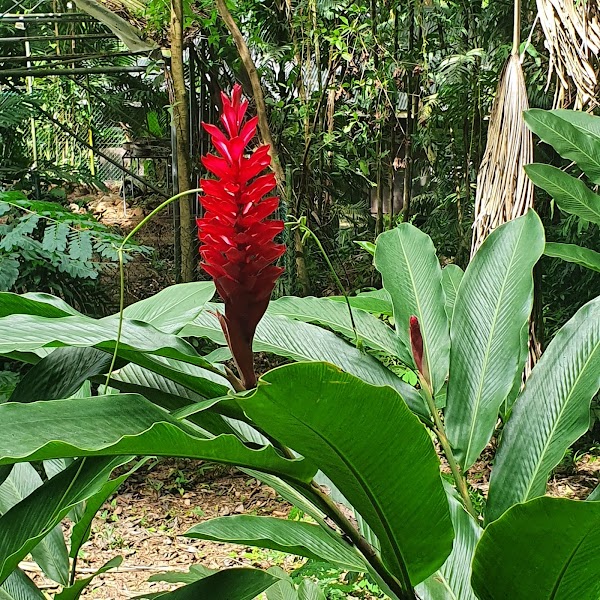 Victoria Botanical Gardens 2