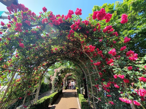 Jungnang Rose Park 1