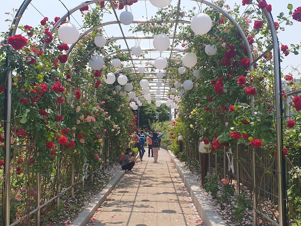 Jungnang Rose Park 5