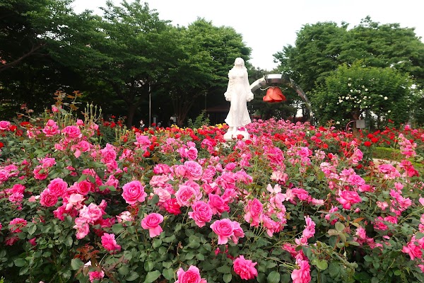 Jungnang Rose Park 4