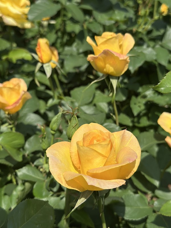 Jungnang Rose Park 2