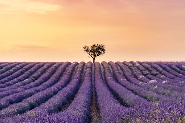 Valensole 5