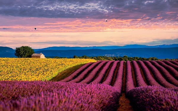 Valensole 4