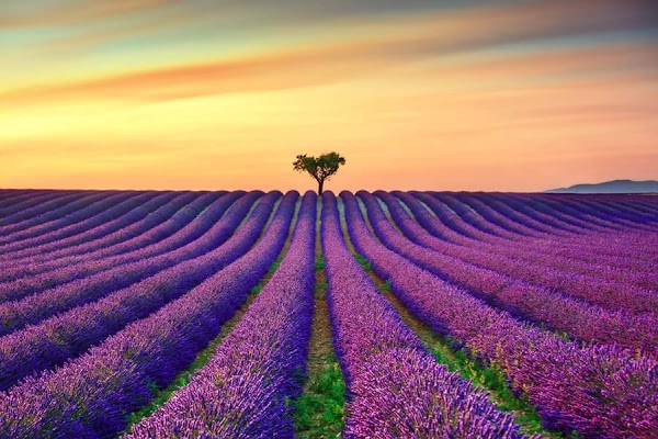 Valensole 3