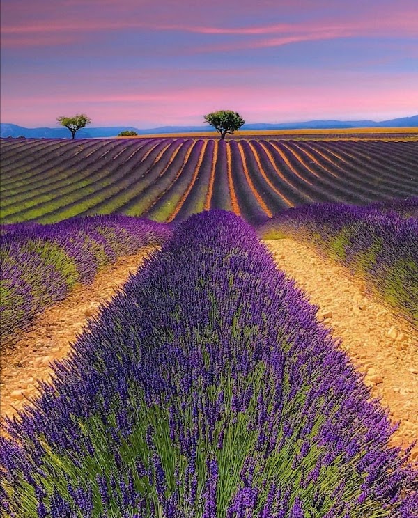 Valensole 2