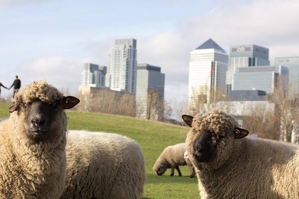 Mudchute Park and Farm 1