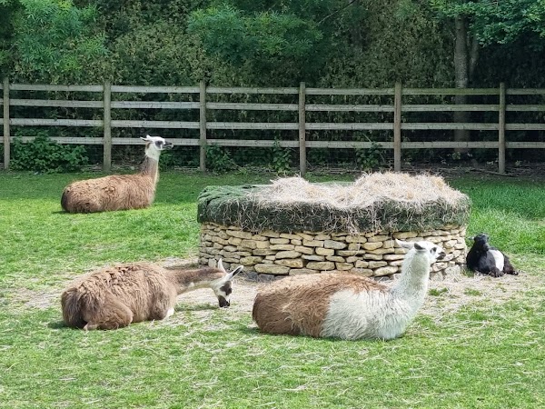 Mudchute Park and Farm 4