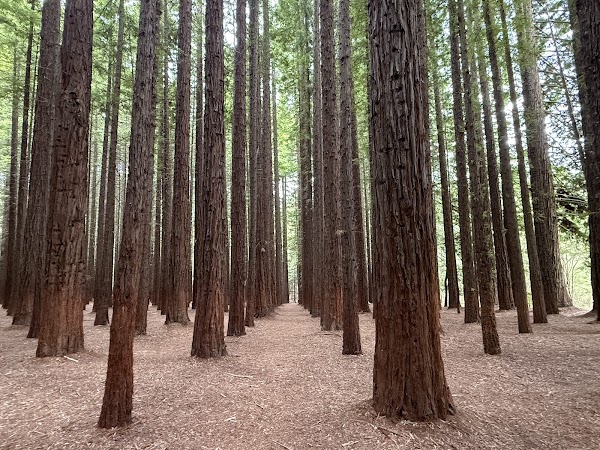 Cement Creek Redwood Forest