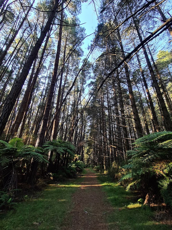 Cement Creek Redwood Forest 5