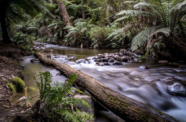 Cement Creek Redwood Forest 4