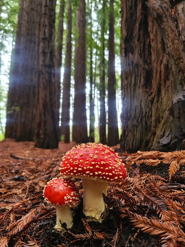 Cement Creek Redwood Forest 3