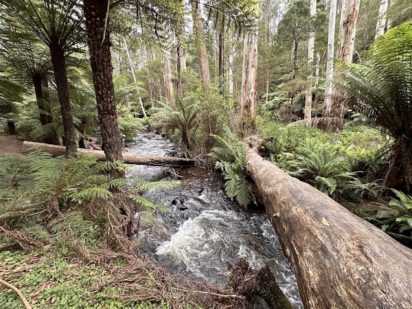 Cement Creek Redwood Forest 2