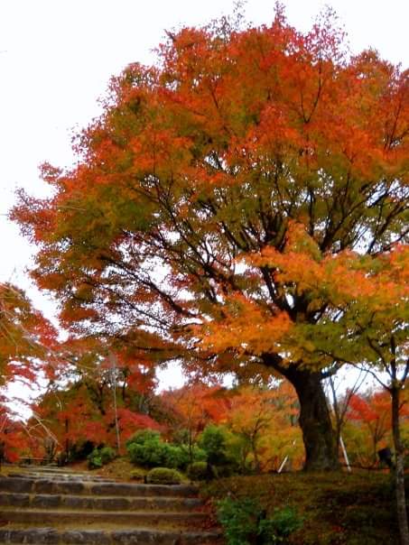 Kyotanabe 3