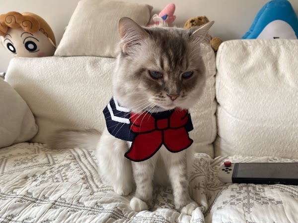 Super pet 4