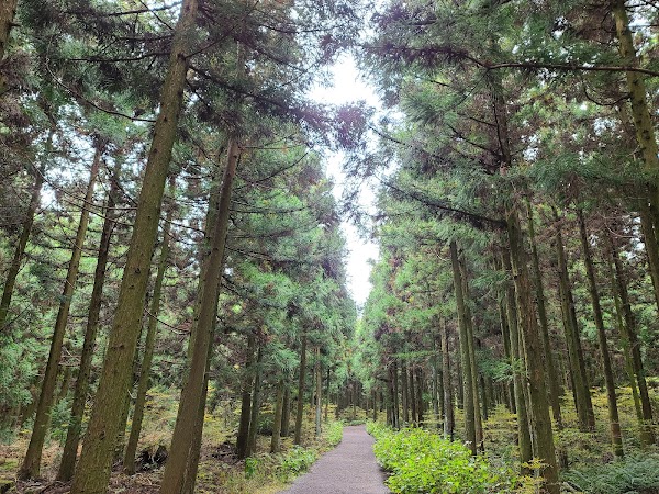 Jeju 11