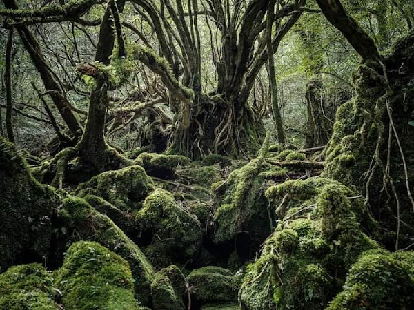 Yakushima Island 1