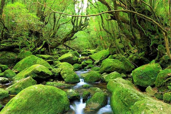 Yakushima Island 5