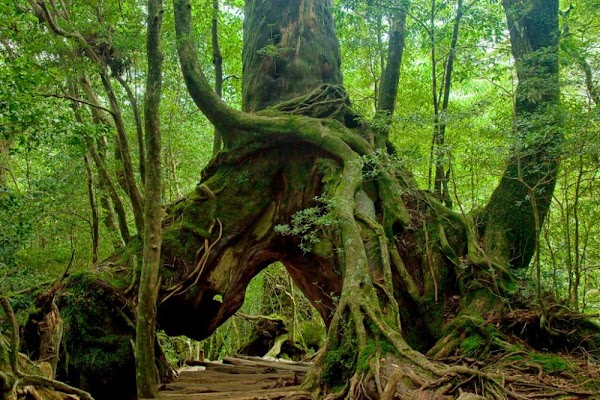 Yakushima Island 4