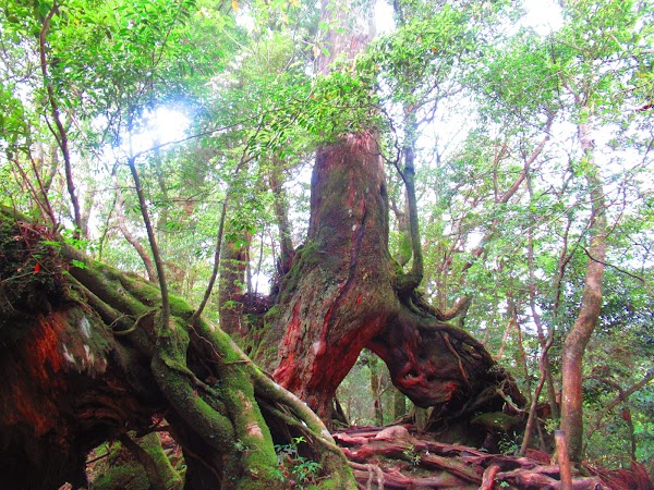 Yakushima Island 2