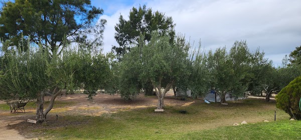 SeaView Ridge Olives 3