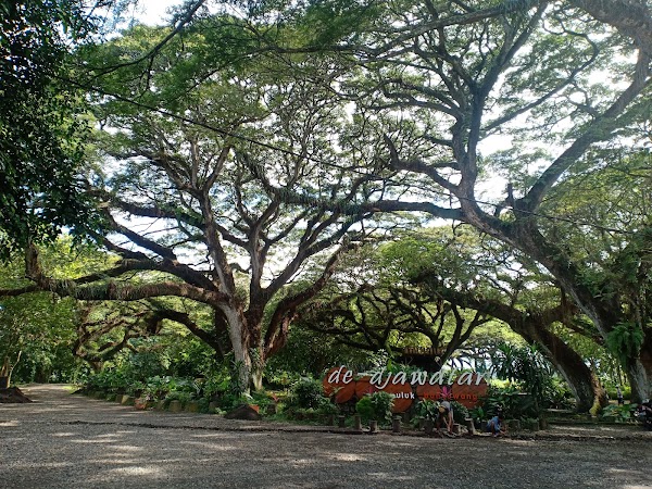 De Djawatan Forest 5
