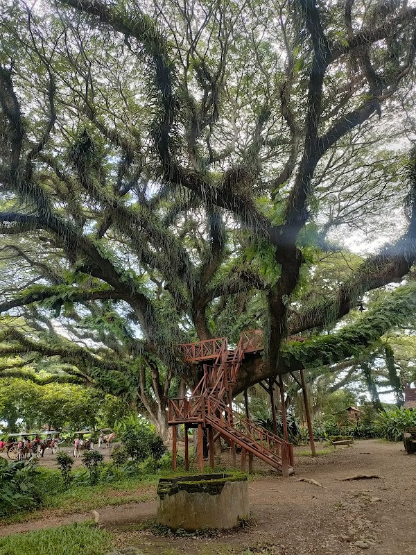 De Djawatan Forest 4