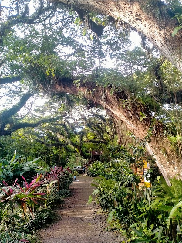 De Djawatan Forest 3