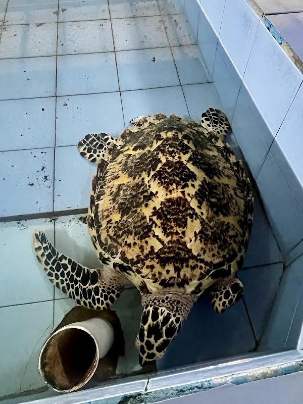 Turtle Conservation And Education Center 4