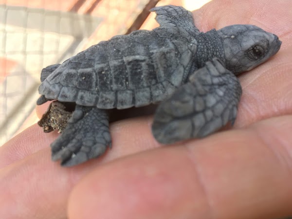 Turtle Conservation And Education Center 2
