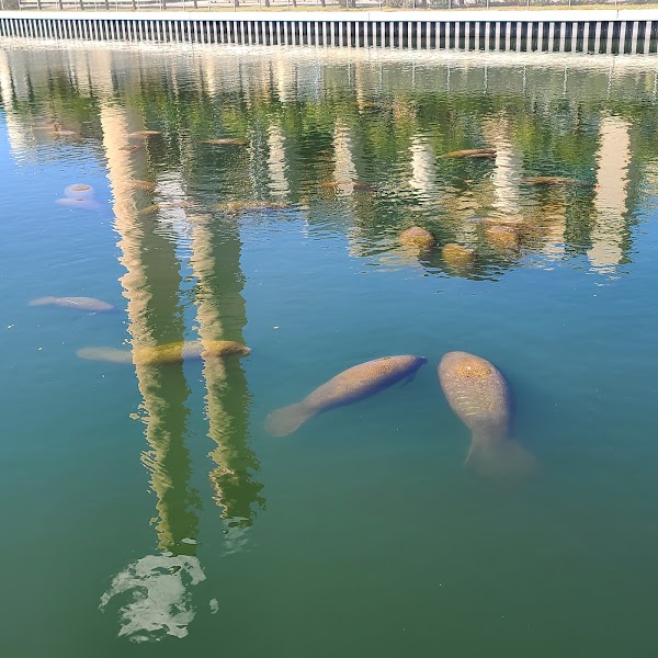 Manatee Viewing Center 1