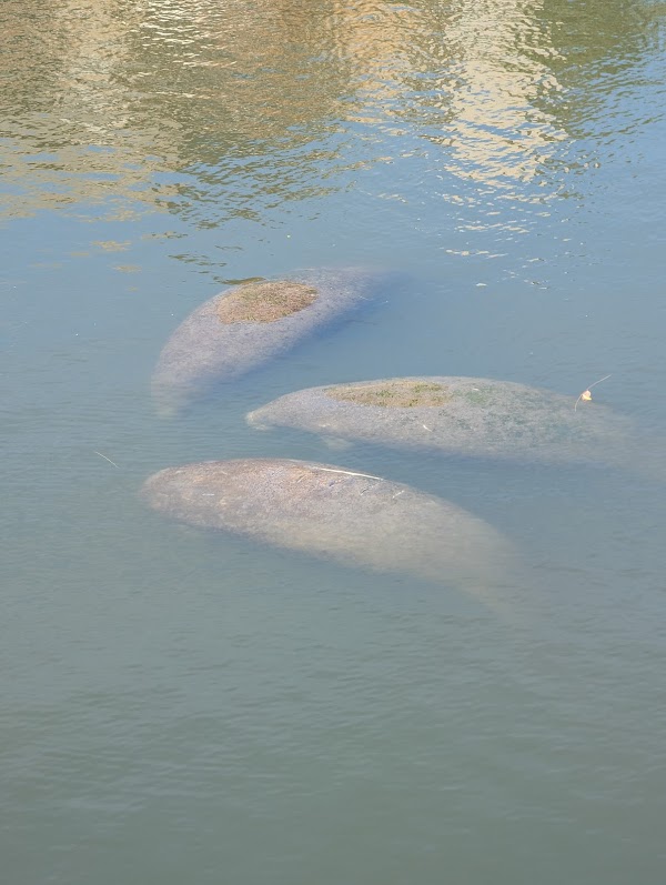 Manatee Viewing Center 4