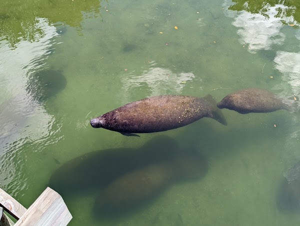 Manatee Viewing Center 3