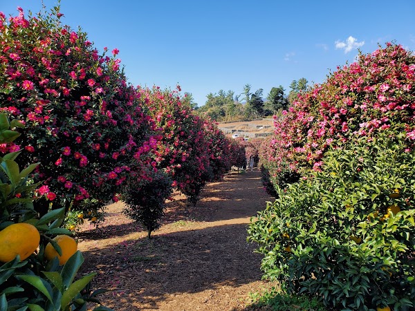 Camellia Forest 1