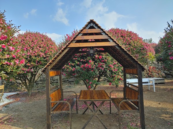 Camellia Forest 3