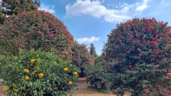 Camellia Forest 2