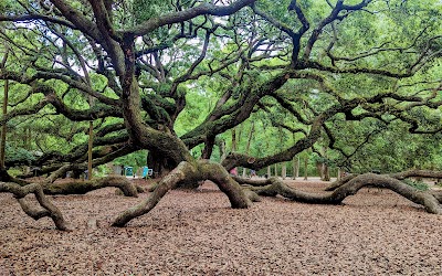Angel Oak Tree