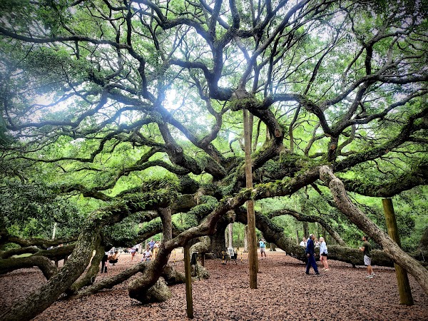 Angel Oak Tree 5