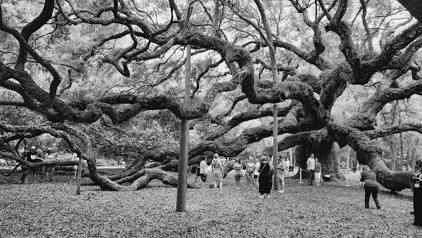 Angel Oak Tree 4