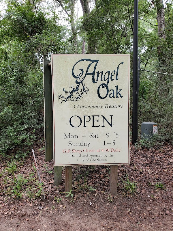 Angel Oak Tree 3