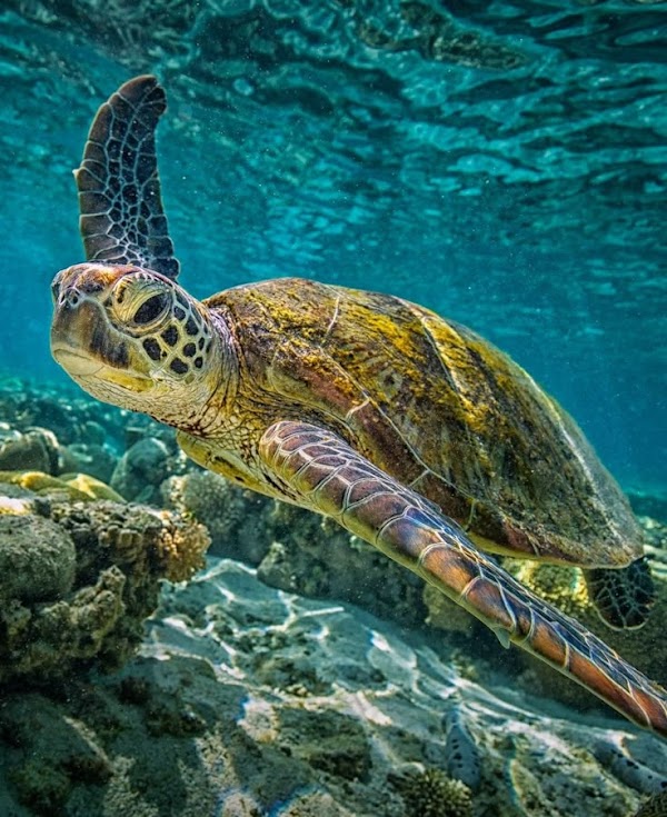 Great Barrier Reef 5