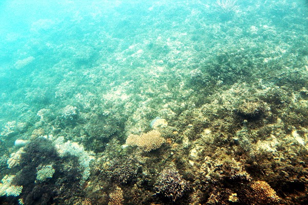 Great Barrier Reef 2